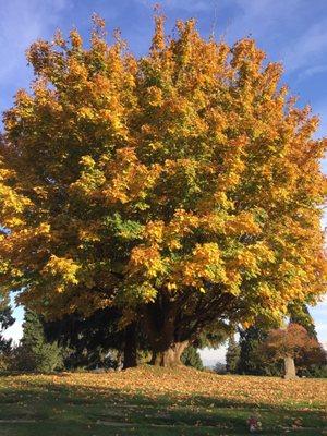 A beautiful Fall day in Tukwila, Washington.