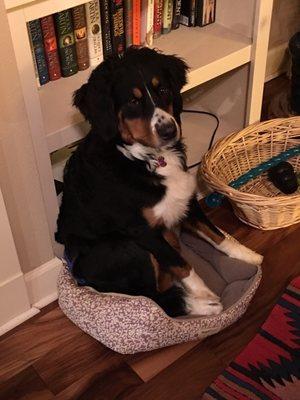 Bindi at 9 months. (She does not understand that the bed is too small for her now)