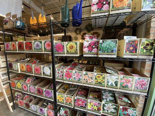 Summer bulbs are available now!  Come warm up inside where dahlia, lily, begonia bulbs and more stock our shelves. Spring 2021