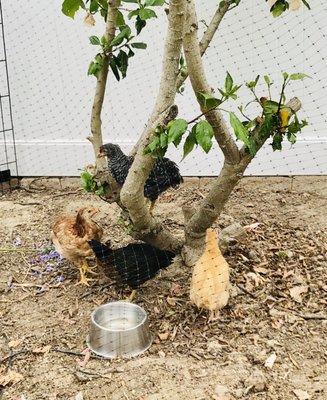 Seven week old chicks.