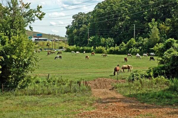 Healthy happy horses !