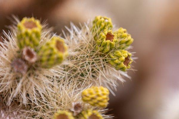 Cholla Cactus Garden - Joshua Tree National Park