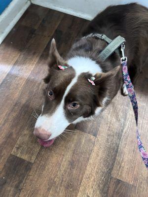 My border collie Pepper freshly groomed