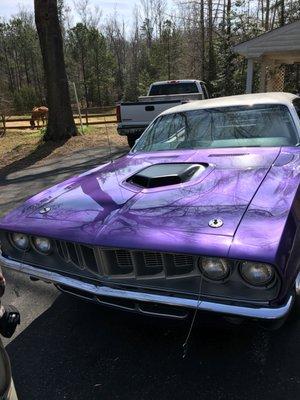 Plum Crazy - Cuda