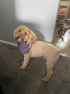 Charlie with a fresh cut.