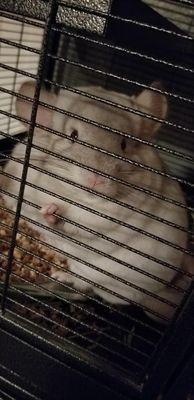 My Chinchilla Tutter