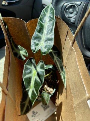 My mom bought an alocasia bambino.