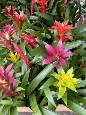 Large selection of Bromeliads.