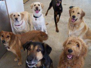 It's time for dinner! With daily dog sitting visits, we provide breakfast, dinner, medicine, walks, playtime and lots of snuggles!