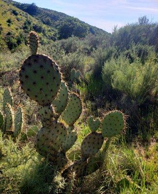 Beavertail cactus... with a little heart :)