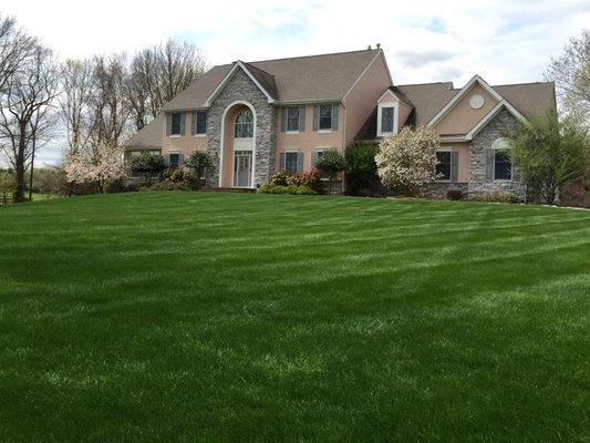 Green grass on property after lawn fertilization.