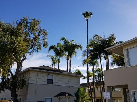 Roy L Schwartz Tree Rescue