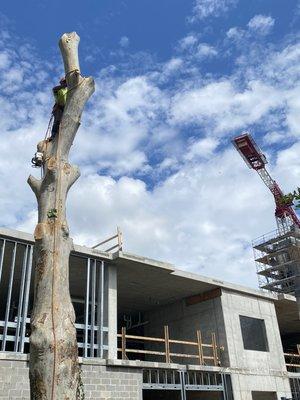 New Construction being build had a huge tree in the way.