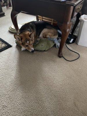 My elderly Corgi