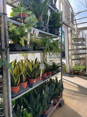 Lots of snake plants