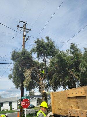 These men hatd at work knocking out this tree