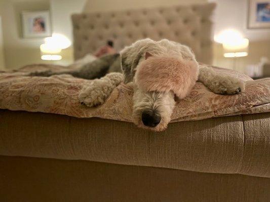 Our dog Sheepers after he gets home from Stephens.  Exhausted and just a chill relaxed dog.