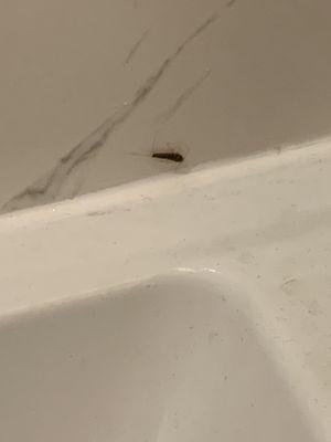 Silverfish in bathtub