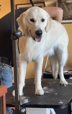 Bath & brush with Olaf on my 9 month old golden - he is the best groomer ever!