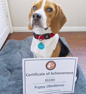 Beemo's Certificate of Achievement!