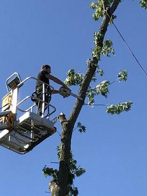 Vital Tree Service