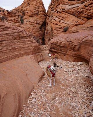 Buddy in canyons