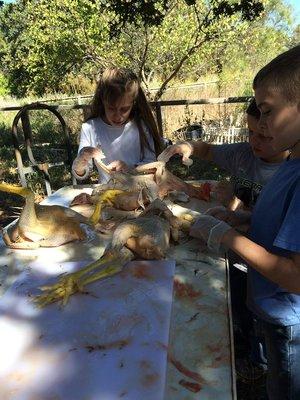 plucking remaining feathers