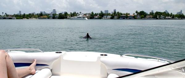 Dolphin in Biscayne Bay in front of the boat