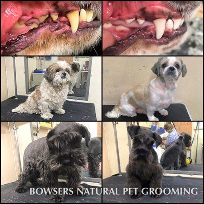 Anesthesia Free Teeth Cleaning All-Breed Grooming