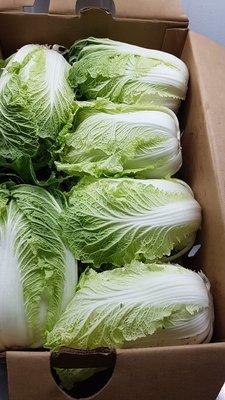 Napa Cabbage