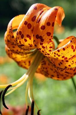 Lilium superbum, Garden in the Woods