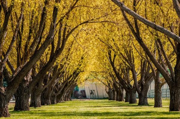 Discovery Ranch Trees.