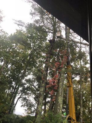 Bill preps tree for felling from bucket.