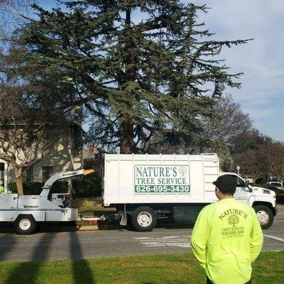 Nature's Tree Service