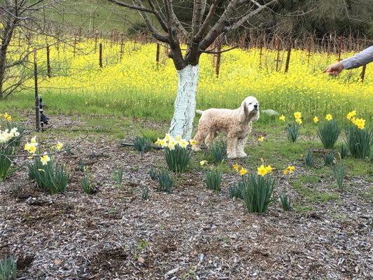 Our sweet JJ at home in St. Helena.