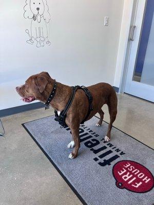 Bella waiting for her senior wellness exam at firehouse!