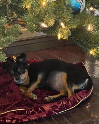 Roxie's last Christmas with us, the best gift of all