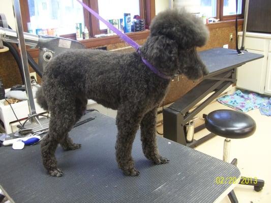 All K-9 Comfort Zone grooming is done by Certified Dog Groomer, Jennifer Swiatek