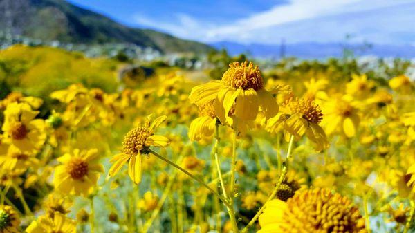 Super bloom near Doug Aitkens