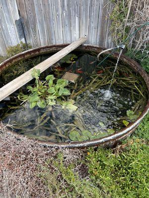 The Backyard Pond