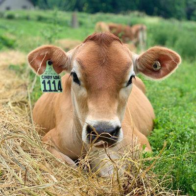 Our herd is 100% Jersey. Jersey's are known for producing some the richest, creamiest, most nutrient-dense milk out of all cattle breeds!