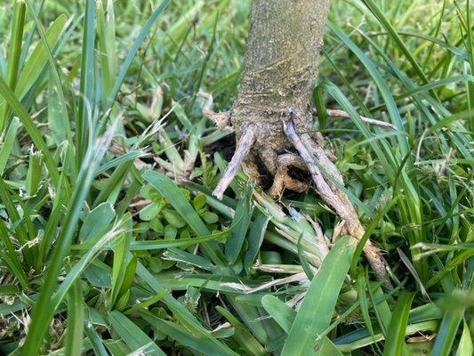 This tree's roots were weed eated OFF.