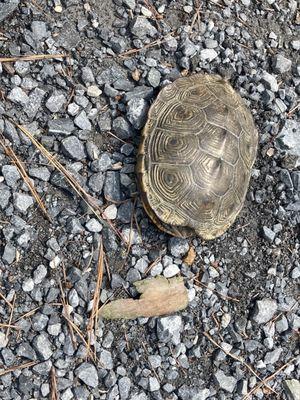 Diamond back terrapin