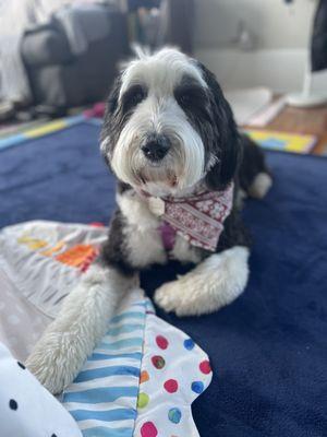 Sheepadoodle post grooming