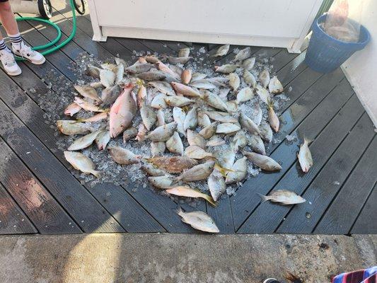 Boat load of fishies