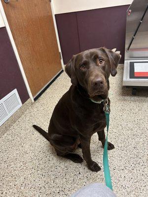 Maple is always excited to see her friends at ORAH!!