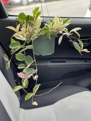 Hoya variegated plant with light pink flowers