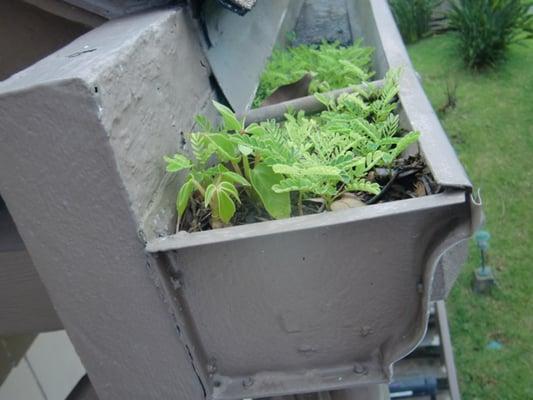 Gutter so full of dirt it has become a planter!