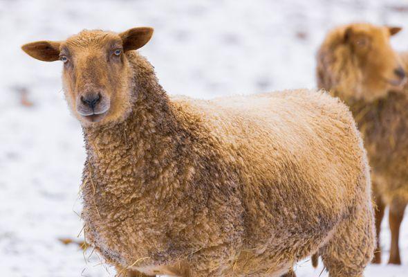 One of the many sheep in the pasture.