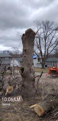 Ash Removal in West Omaha, NE on March 30th 2022.